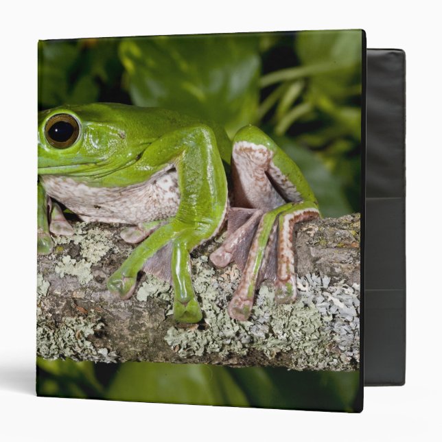 Giant Gliding Frog, Polypedates dennysi ssp, Binder (Front/Inside)