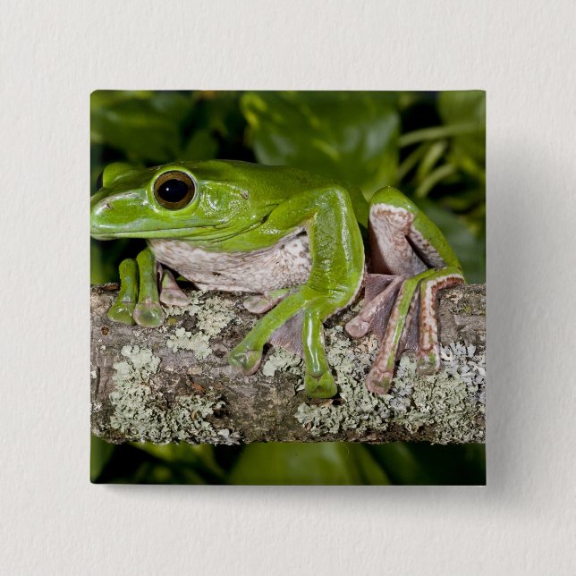 Giant Gliding Frog, Polypedates dennysi ssp, Button (Front)