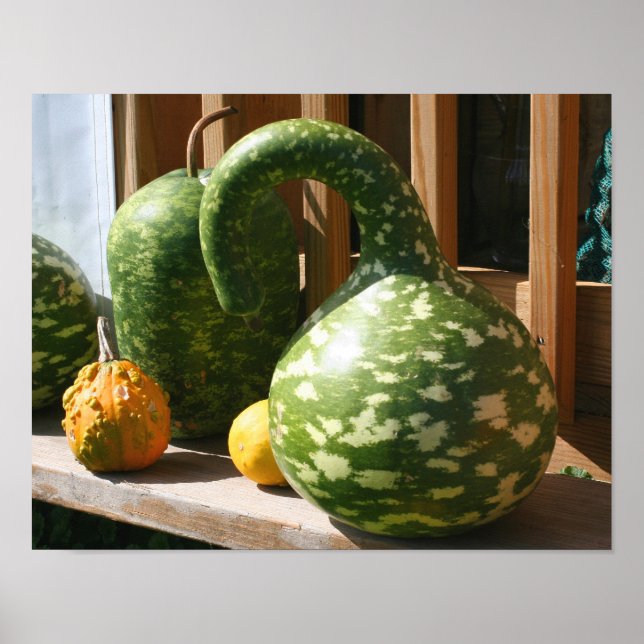 Giant Gourds Autumn Poster (Front)