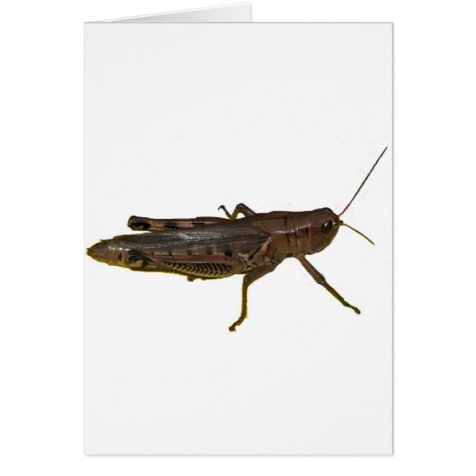 Giant Grasshopper Cards (Front)