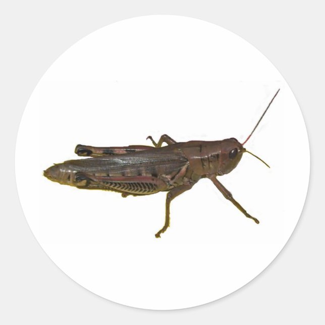 Giant Grasshopper Classic Round Sticker (Front)