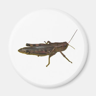 Giant Grasshopper Magnet