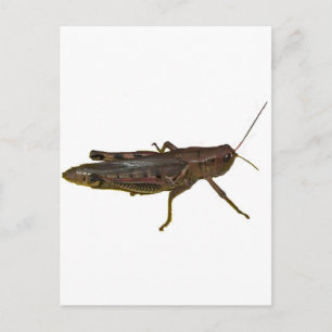 Giant Grasshopper Postcard