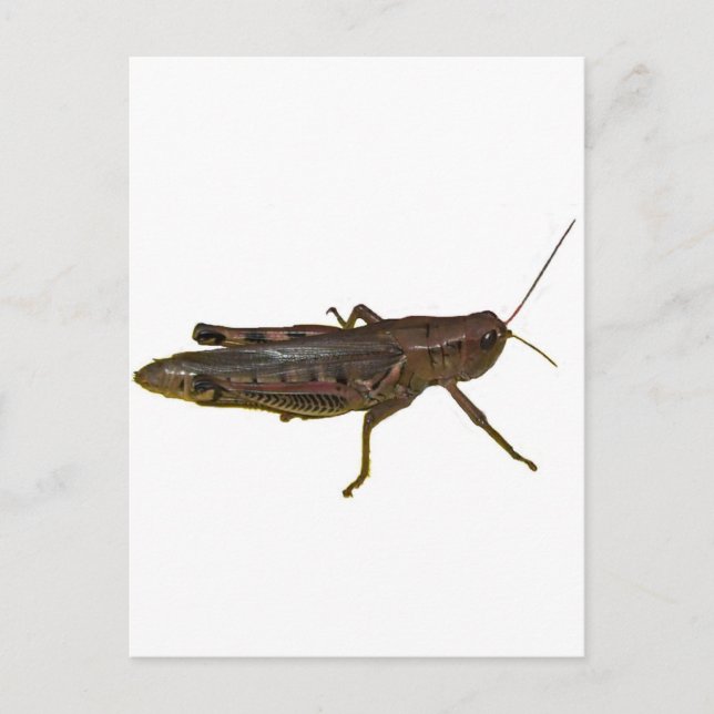 Giant Grasshopper Postcard (Front)