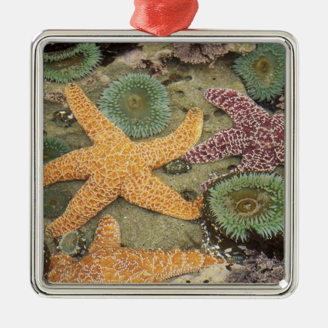 Giant green anemones and ochre sea stars metal ornament (Front)