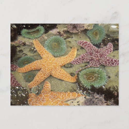 Giant green anemones and ochre sea stars postcard