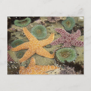 Giant green anemones and ochre sea stars postcard