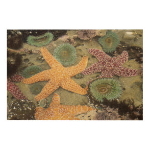 Giant green anemones and ochre sea stars wood wall art