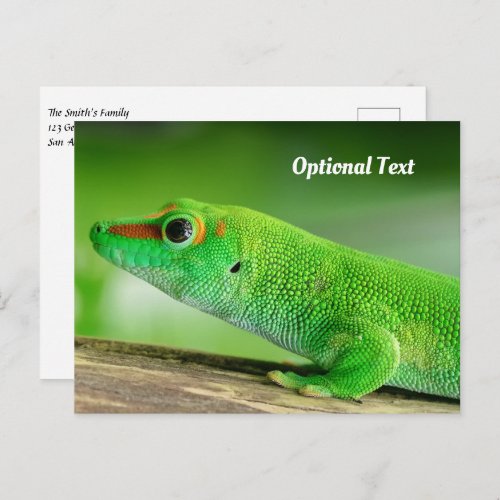 Giant Green Day Gecko Postcard