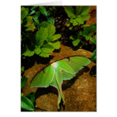 Giant Green Luna moth (Front)