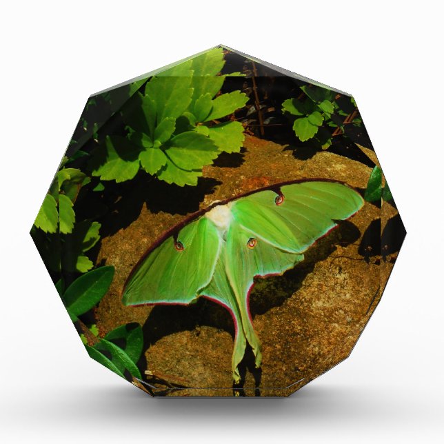 Giant Green Luna moth Award (Front)