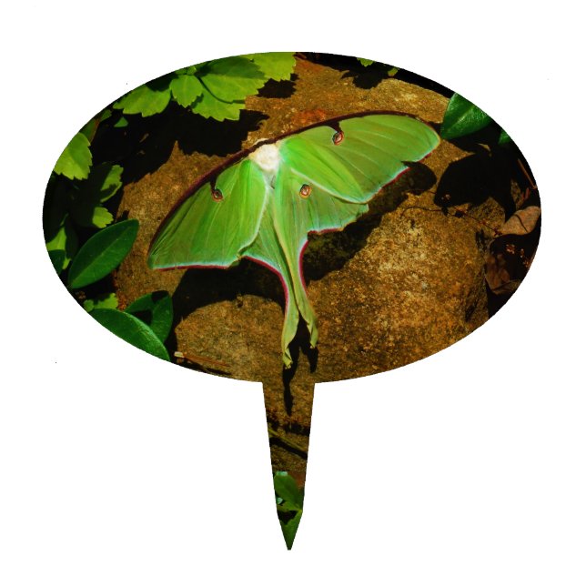 Giant Green Luna moth Cake Topper (Front)