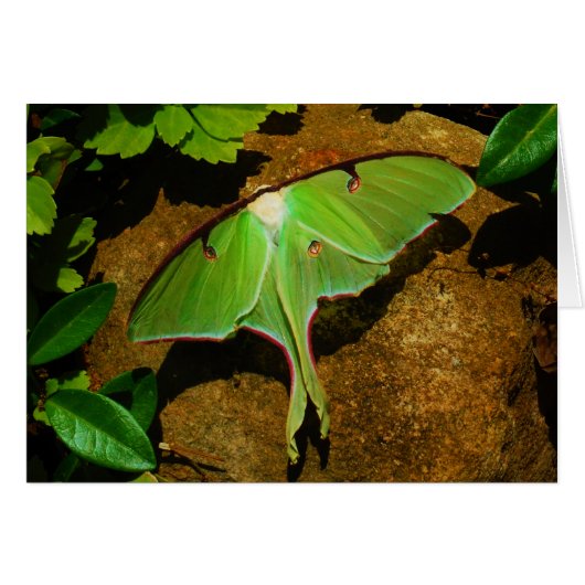 Giant Green Luna moth Cards (Front Horizontal)