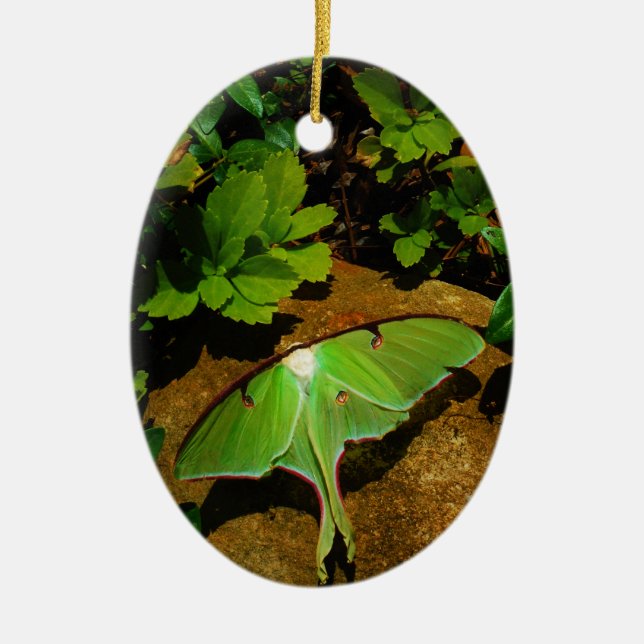 Giant Green Luna moth Ceramic Ornament (Front)