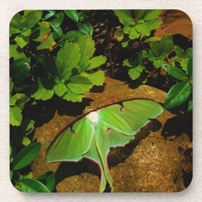 Giant Green Luna moth Coaster (Front)