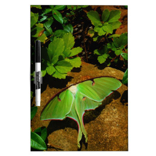 Giant Green Luna moth Dry Erase Board