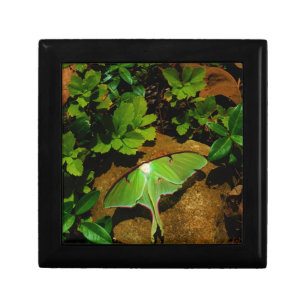 Giant Green Luna moth Jewelry Box