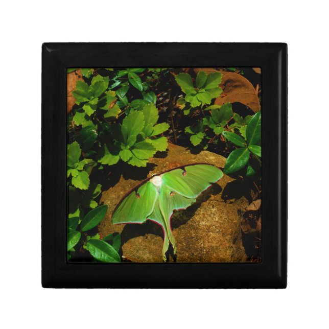 Giant Green Luna moth Jewelry Box (Front)