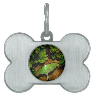 Giant Green Luna moth Pet Name Tag