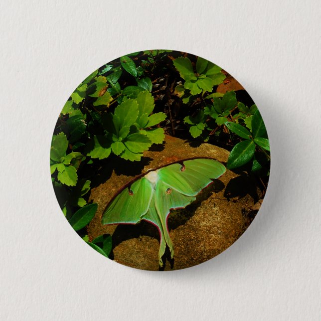 Giant Green Luna moth Pinback Button (Front)