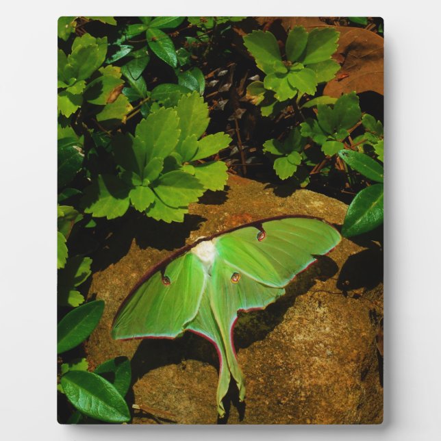 Giant Green Luna moth Plaque (Front)