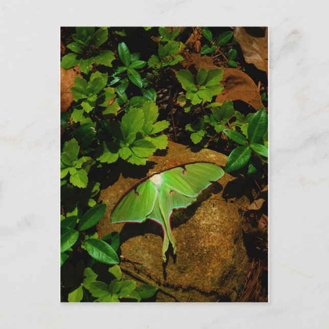 Giant Green Luna moth Postcard (Front)