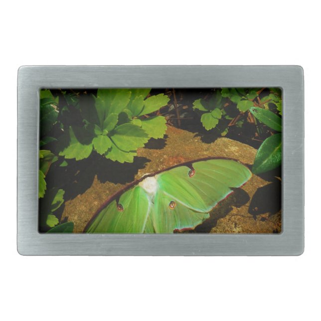 Giant Green Luna moth Rectangular Belt Buckle (Front)
