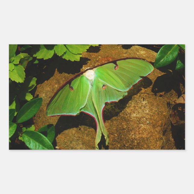 Giant Green Luna moth Rectangular Sticker (Front)