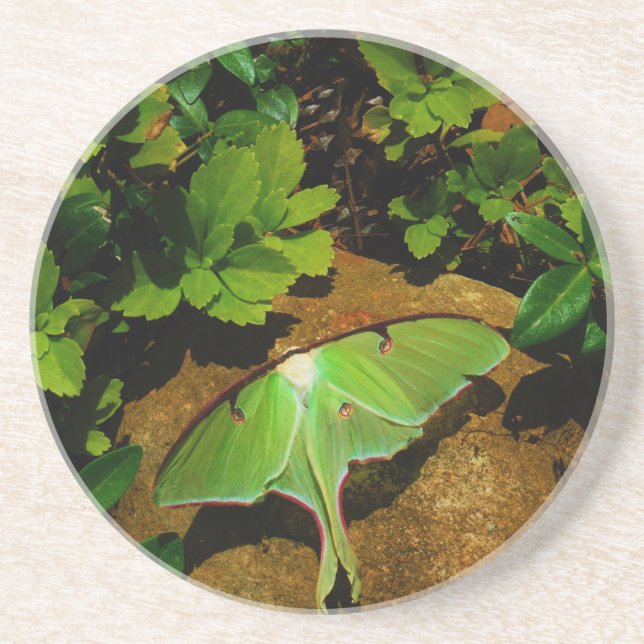 Giant Green Luna moth Sandstone Coaster (Front)