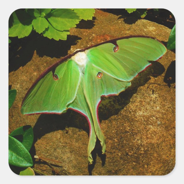 Giant Green Luna moth Square Sticker (Front)
