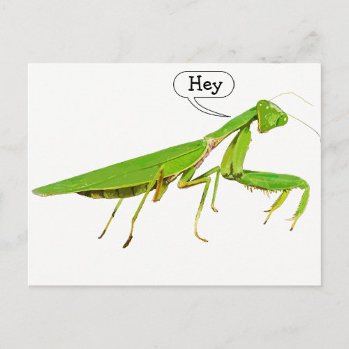 Giant Green Praying Mantis Postcard