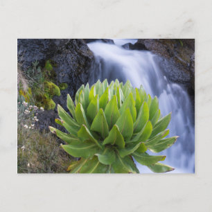Giant Groundsel Or Dendrosenecio 2 Postcard