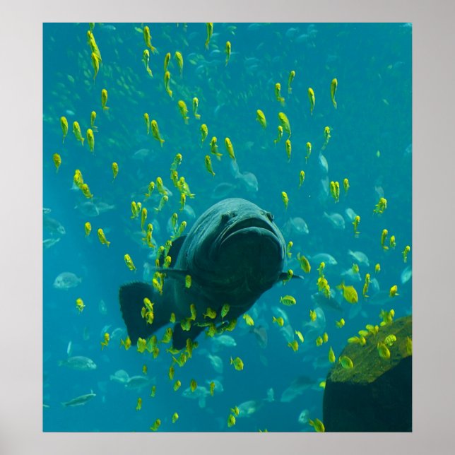 Giant Grouper Epinephelus Lanceolatus Poster (Front)