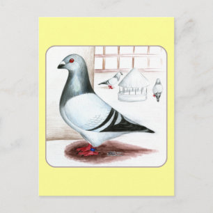 Giant Homer Pigeon 1973 Postcard
