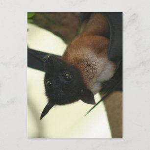 Giant Indian Fruit Bat Postcard