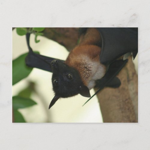 Giant Indian Fruit Bat Postcard