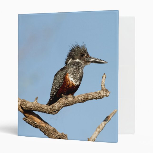 Giant Kingfisher 3 Ring Binder (Front/Inside)