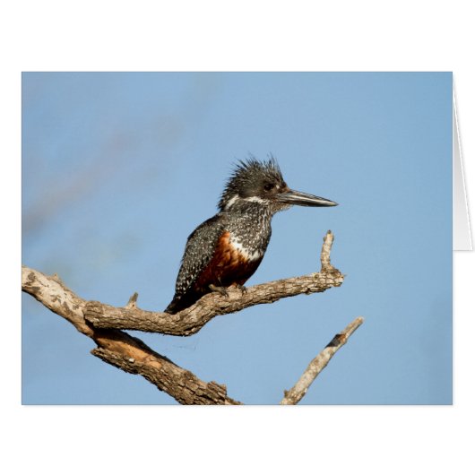 Giant Kingfisher Cards (Front Horizontal)