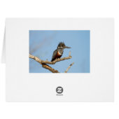 Giant Kingfisher Cards (Back Horizontal)