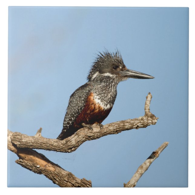 Giant Kingfisher Ceramic Tile (Front)