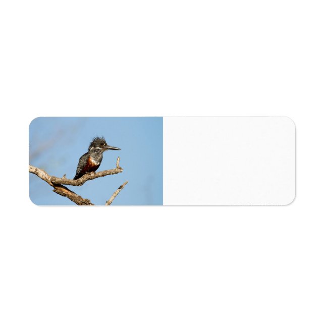 Giant Kingfisher Label (Front)