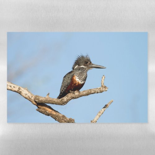 Giant Kingfisher Magnetic Dry Erase Sheet