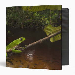 Giant leaf frog Phyllomedusa bicolor) 2 Binder
