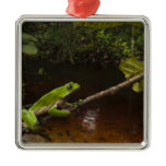 Giant leaf frog Phyllomedusa bicolor) 2 Metal Ornament Giant leaf frog Phyllomedusa bicolor) 2 Metal Ornament