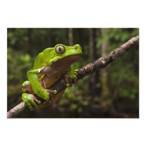 Giant leaf frog Phyllomedusa bicolor 2 Photo Print