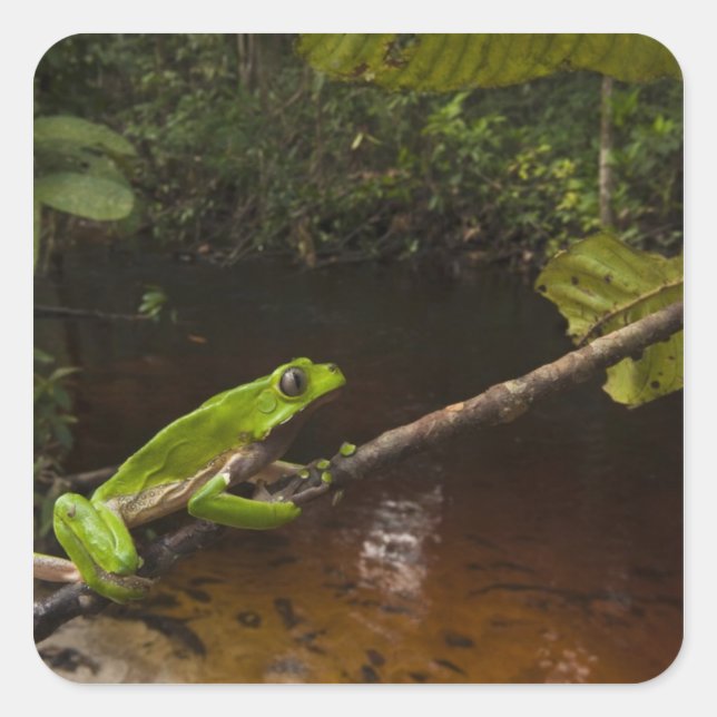 Giant leaf frog Phyllomedusa bicolor) 2 Square Sticker (Front)