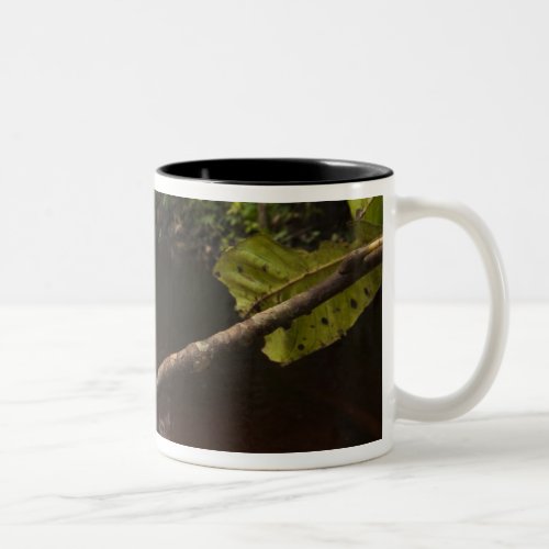 Giant leaf frog Phyllomedusa bicolor 2 Two_Tone Coffee Mug