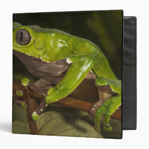 Giant leaf frog Phyllomedusa bicolor) 3 Binder