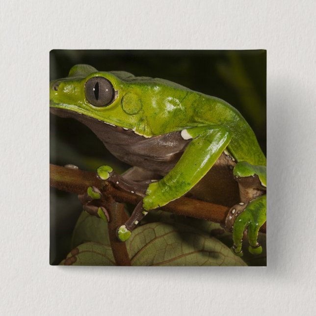 Giant leaf frog Phyllomedusa bicolor) 3 Button (Front)