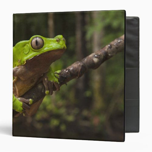 Giant leaf frog Phyllomedusa bicolor 3 Ring Binder